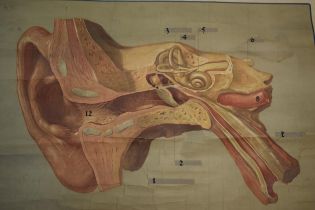 German early 20th century scientific poster of the ear on wooden poles, 92cm x 69cm.