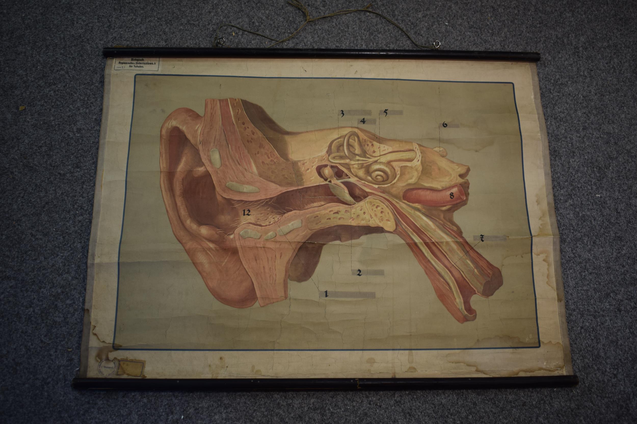 German early 20th century scientific poster of the ear on wooden poles, 92cm x 69cm. - Image 2 of 4