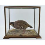 A cased taxidermy French Partridge / Red Legged Partridge, set in naturalistic setting, 41x29x33cm