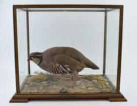 A cased taxidermy French Partridge / Red Legged Partridge, set in naturalistic setting, 41x29x33cm