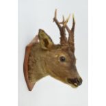 A taxidermy deer's head with 7 point antlers, mounted onto wooden shield, 42cm tall.