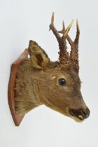 A taxidermy deer's head with 7 point antlers, mounted onto wooden shield, 42cm tall.