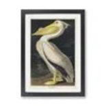 RRP £32.99 - American White Pelican' by John Audubon - Picture Frame Painting Print on Paper Format: