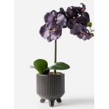 RRP £20.00 - Black Orchid