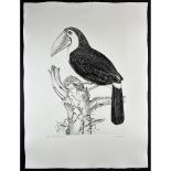 Jack Coutu (1924 -), Etching, Sulphur Breasted Toucan, signed