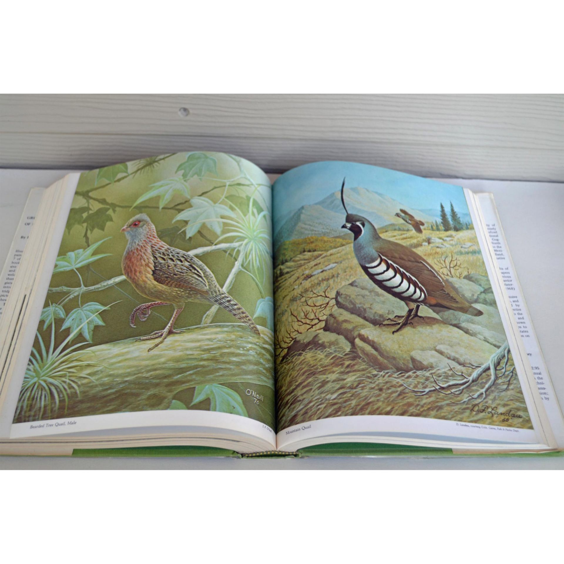 Seven Coffee Table Books, A Collection Of Birds, Animals, The National Audubon Society, The Great Ap - Image 5 of 8