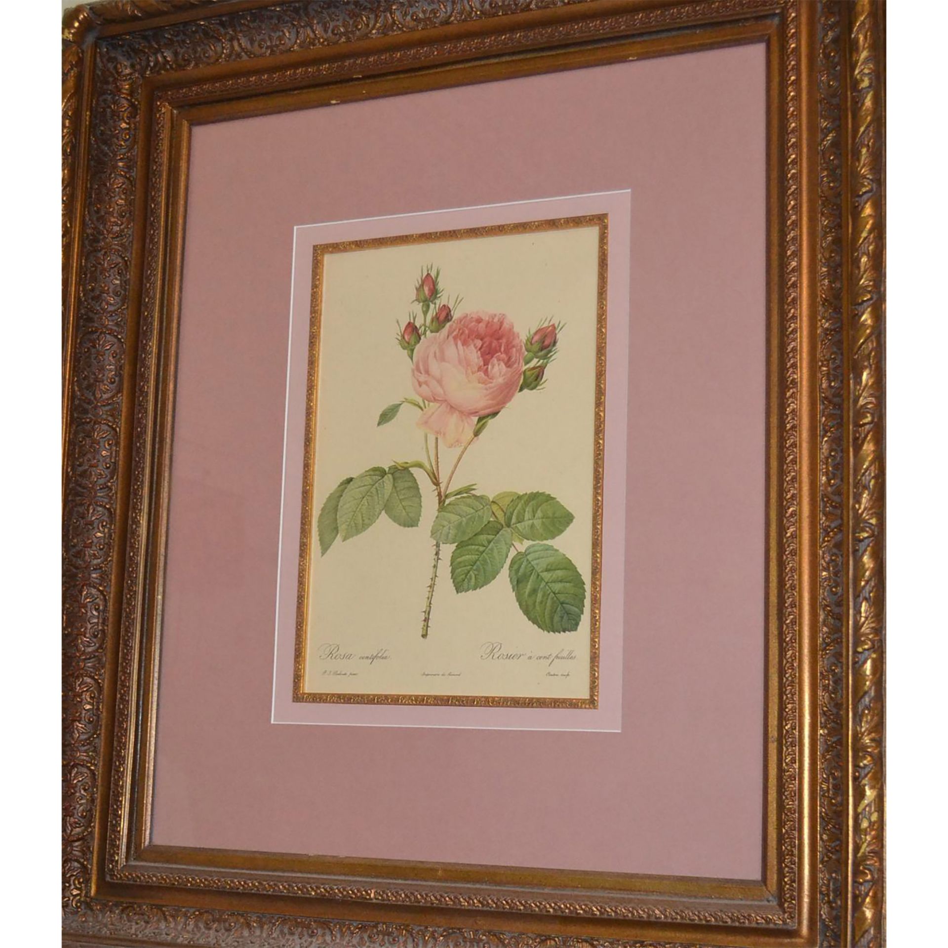 P.J. Redoute. Rosa Centifolia Rosier A Centfeuilles Pink Floral Engraving, Gold Ornate Frame - Image 2 of 2