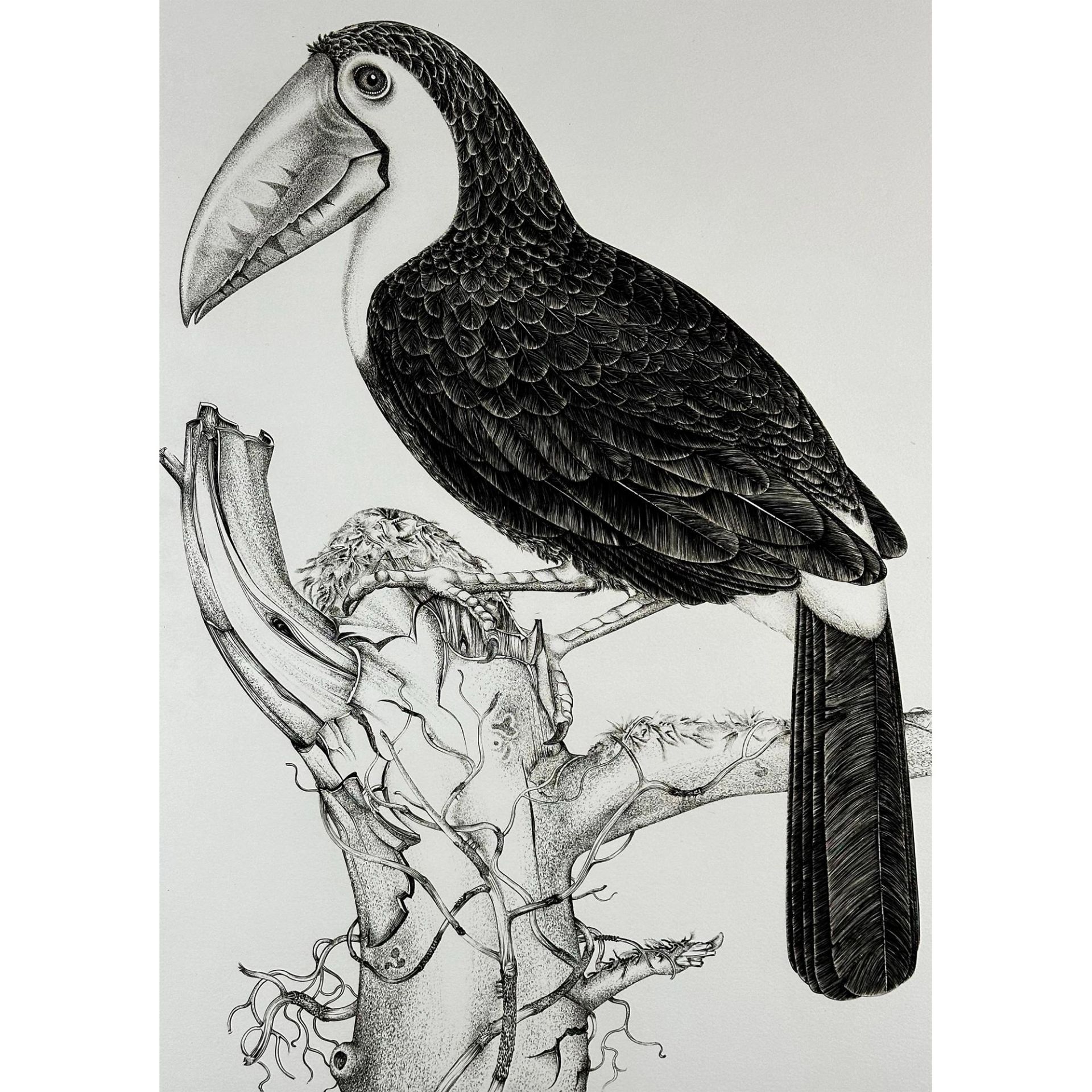 Jack Coutu (1924-2017) Etching, Sulphur Breasted Toucan, Signed - Image 2 of 4