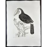 Jack Coutu (1924-2017) Etching, Sulphur Breasted Toucan, Signed