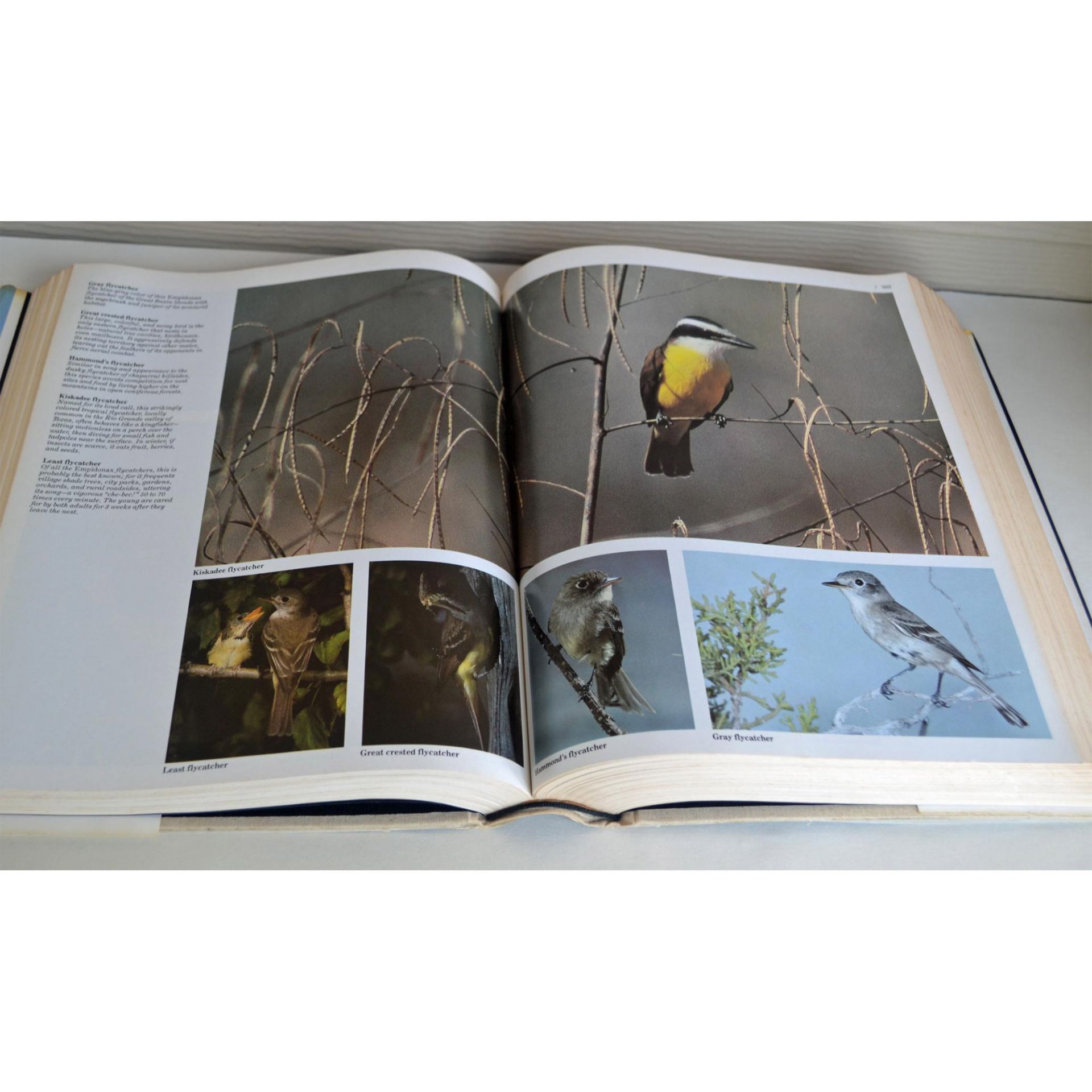 Seven Coffee Table Books, A Collection Of Birds, Animals, The National Audubon Society, The Great Ap - Bild 8 aus 8