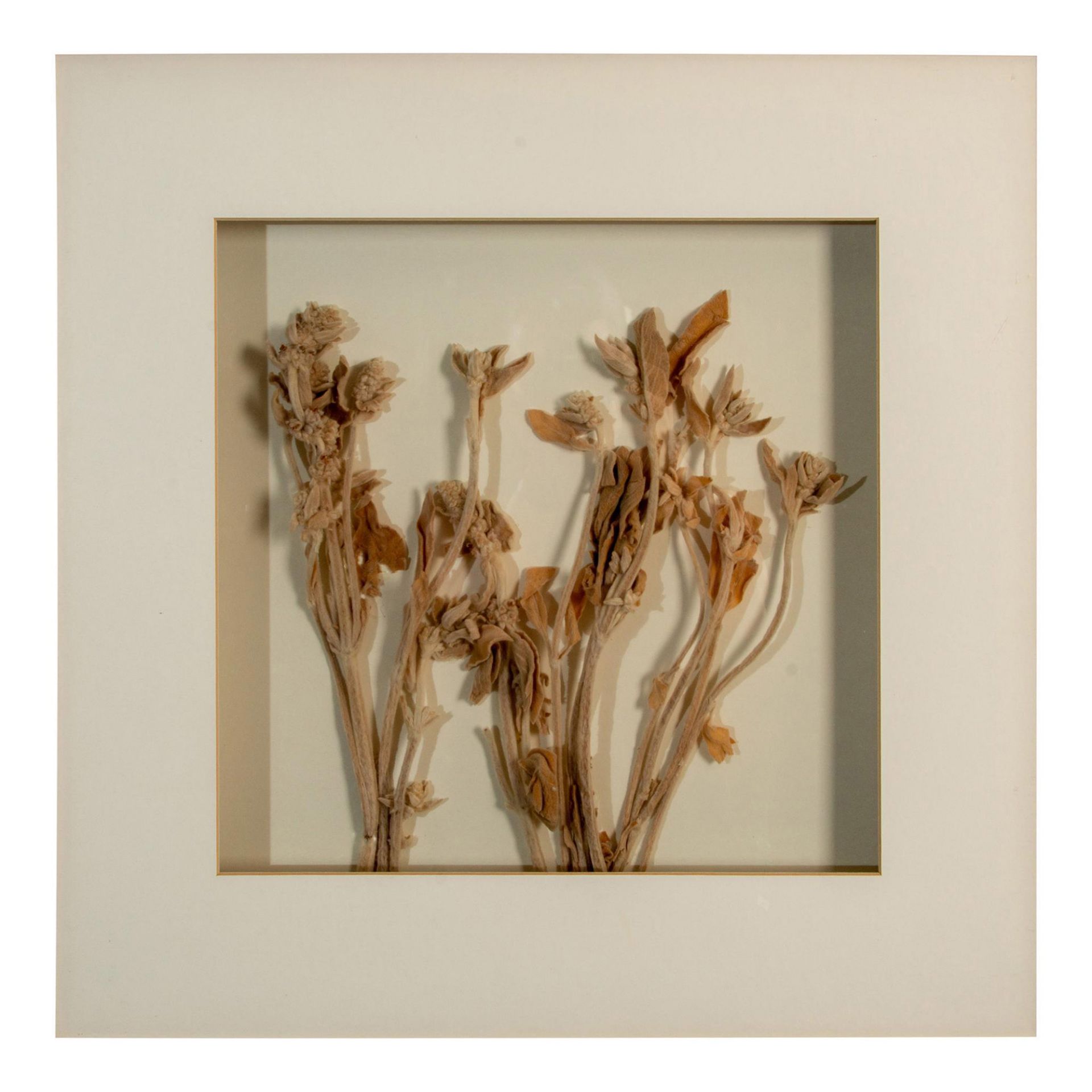 Dried Flowers Botanical Arrangement Still Life - Bild 3 aus 7