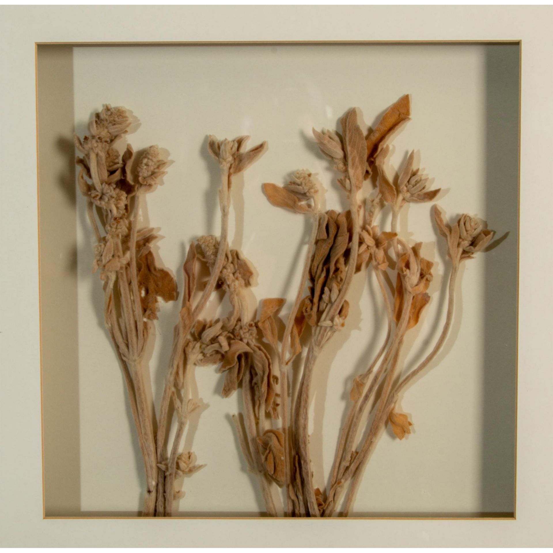 Dried Flowers Botanical Arrangement Still Life - Bild 2 aus 7