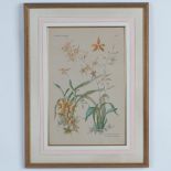 Henry Lambert Botanical Print, Orchids