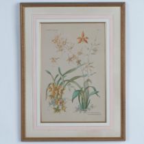 Henry Lambert Botanical Print, Orchids