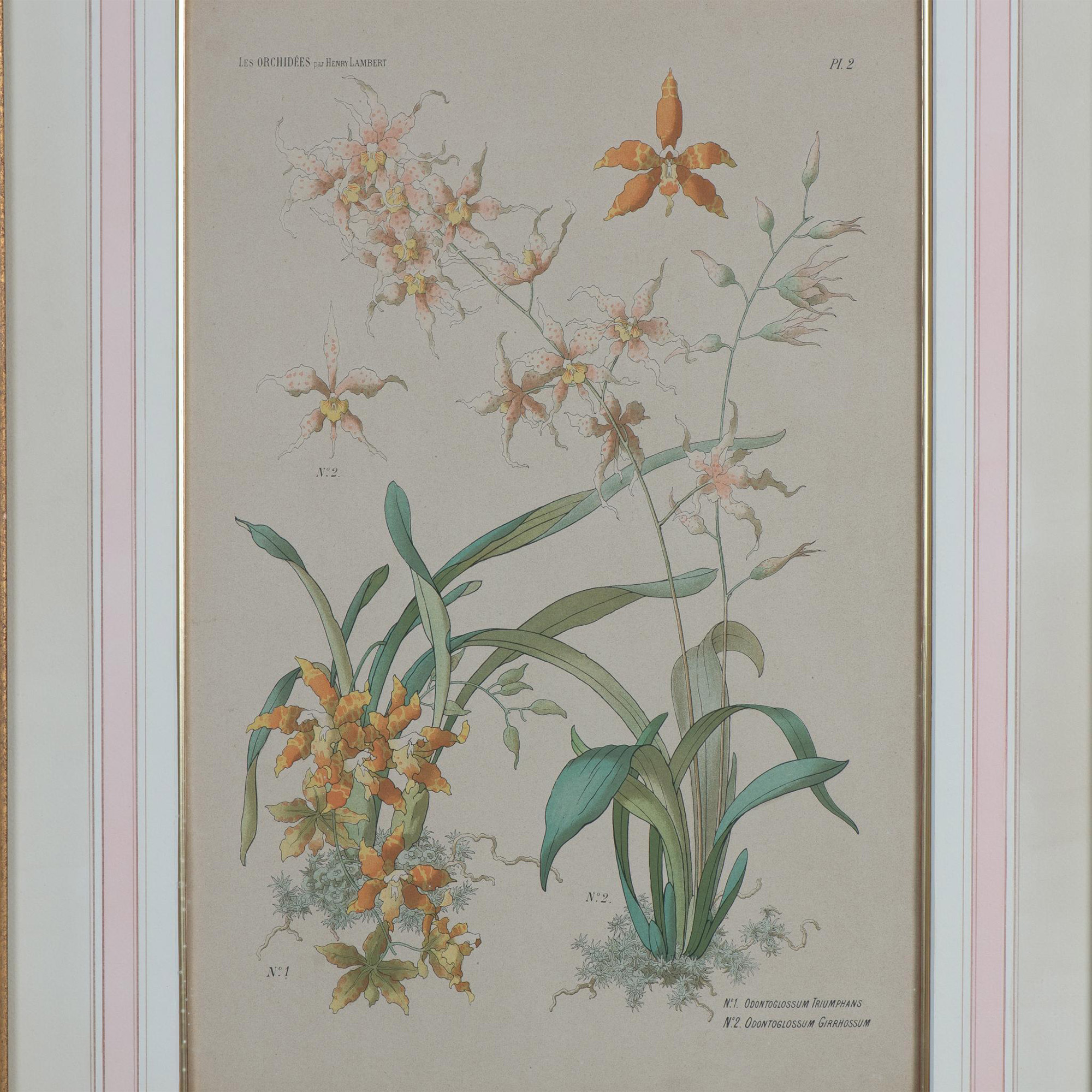 Henry Lambert Botanical Print, Orchids - Image 2 of 7