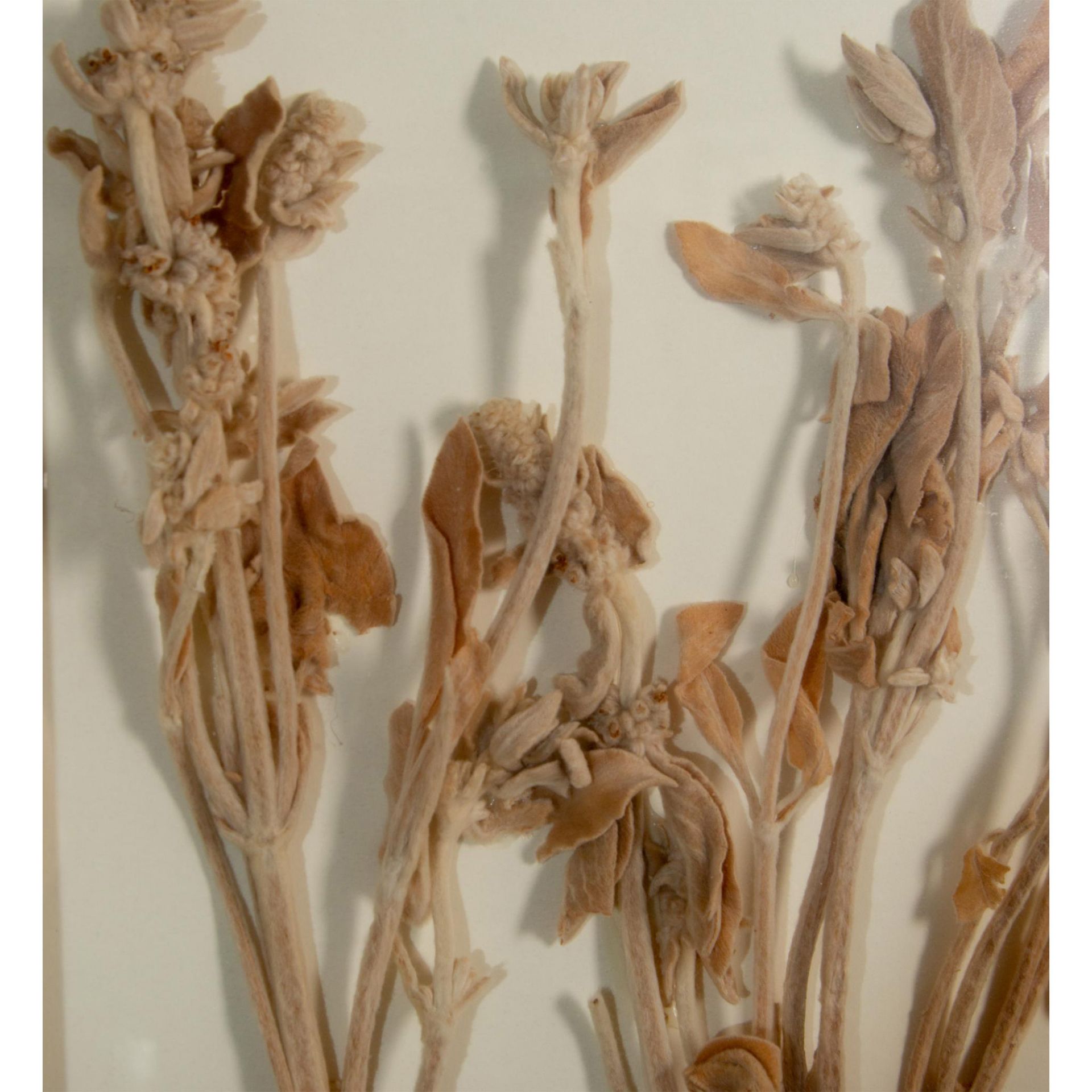 Dried Flowers Botanical Arrangement Still Life - Bild 5 aus 7