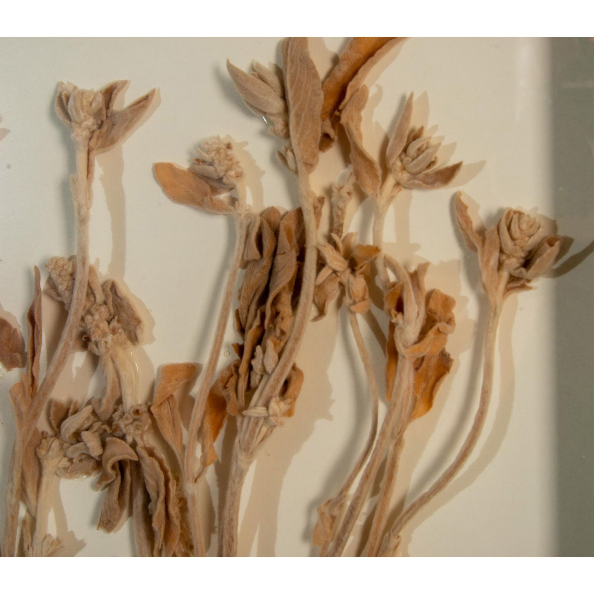 Dried Flowers Botanical Arrangement Still Life - Bild 4 aus 7