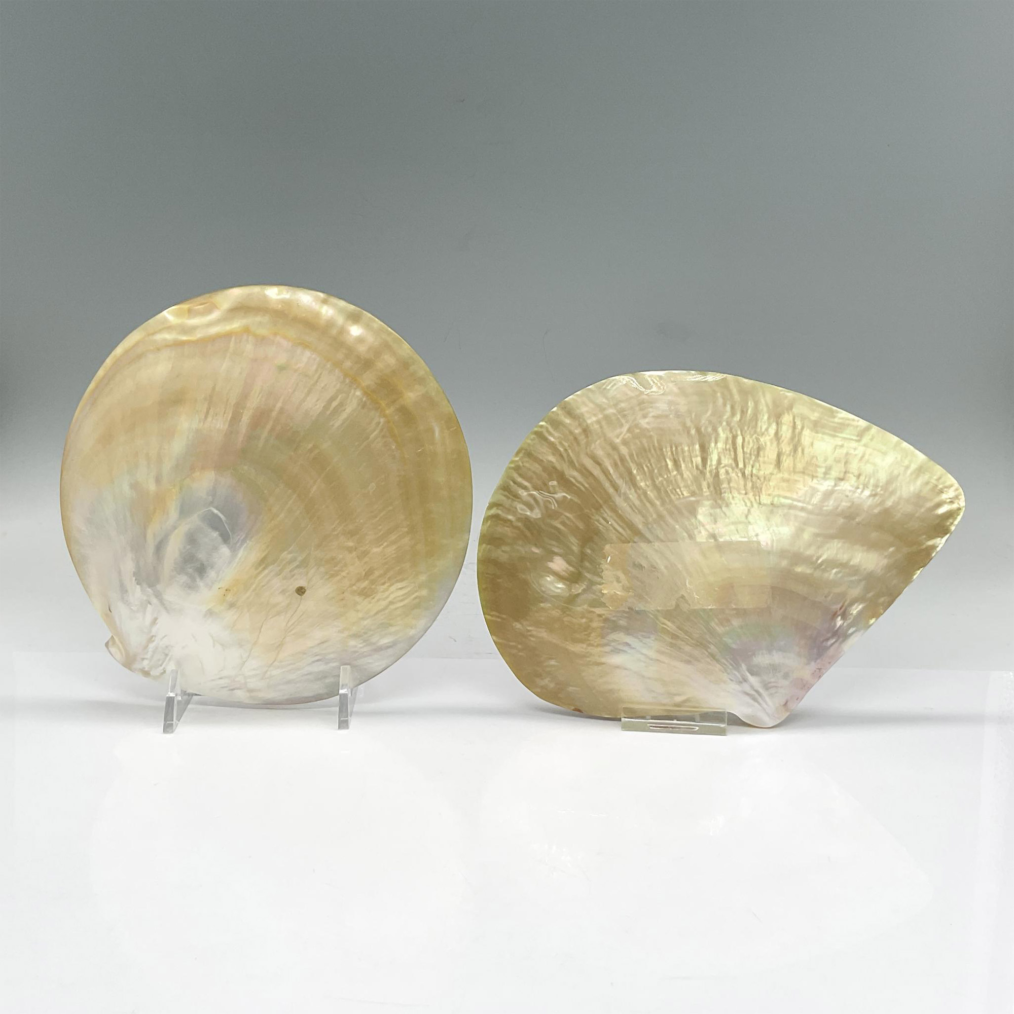 4pc Mother Of Pearl Shell Appetizer Plates - Image 5 of 5