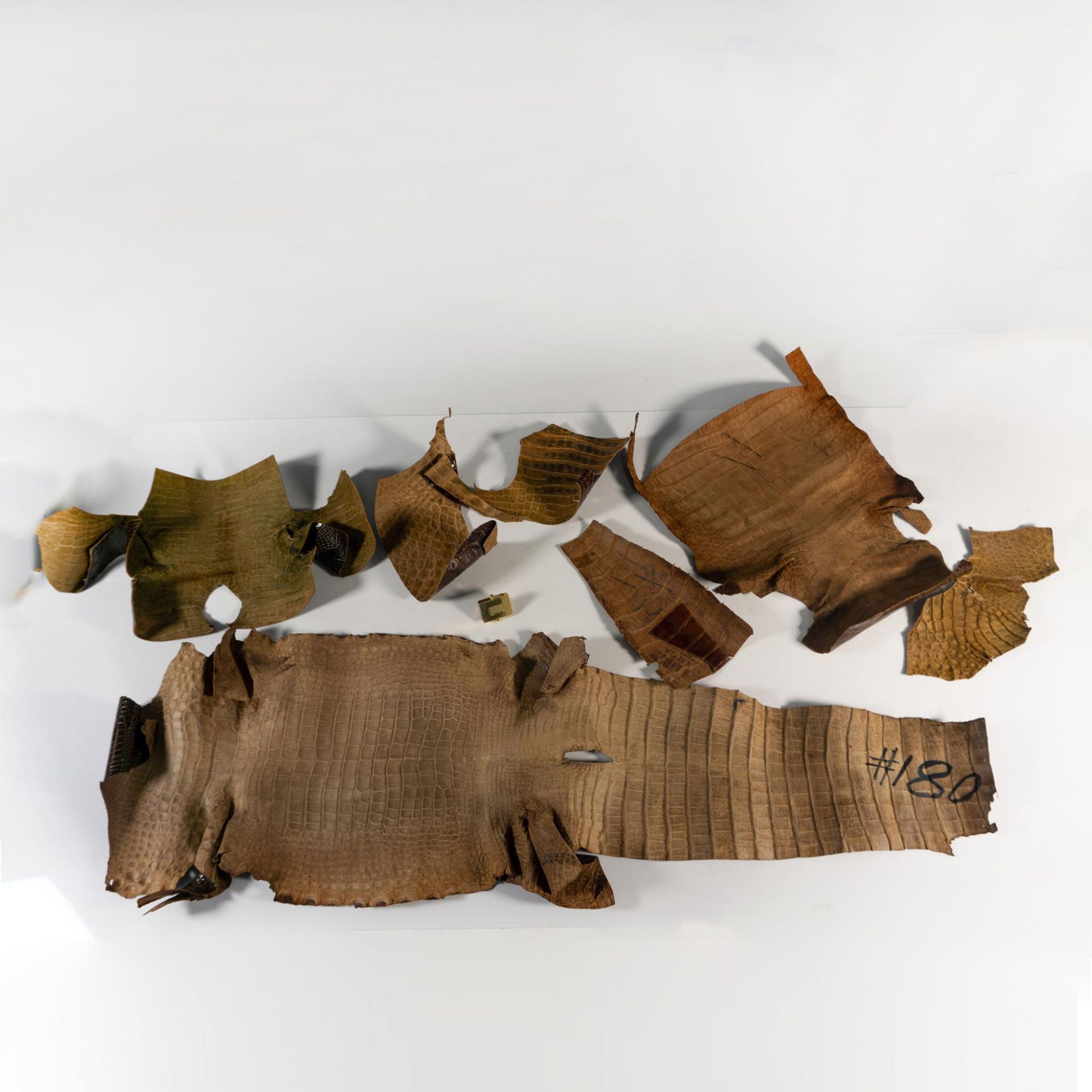 Assorted Pieces of Alligator Tanned Hide - Image 2 of 2