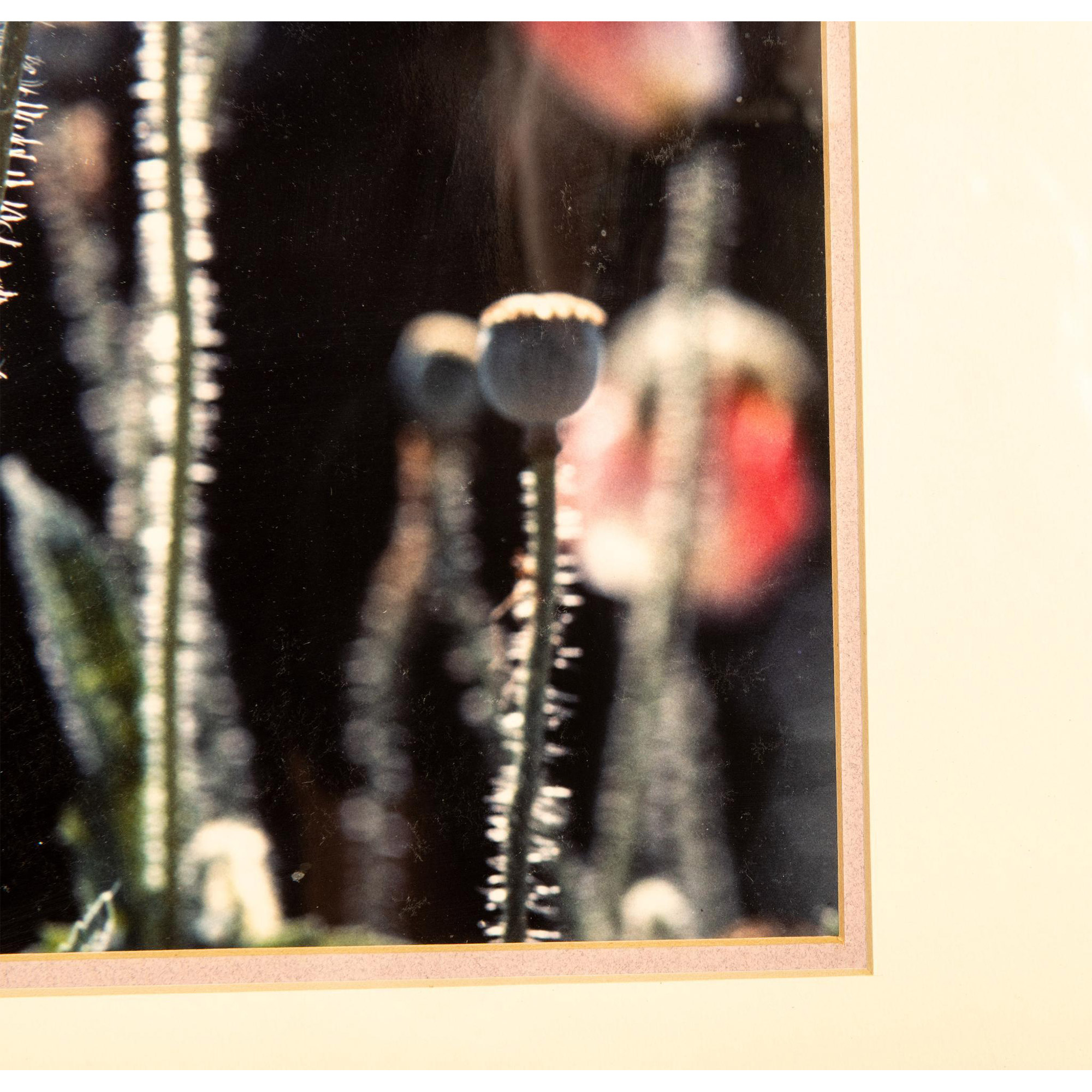 Original Color Photograph on Paper, Poppies in Sun Rays - Image 3 of 5