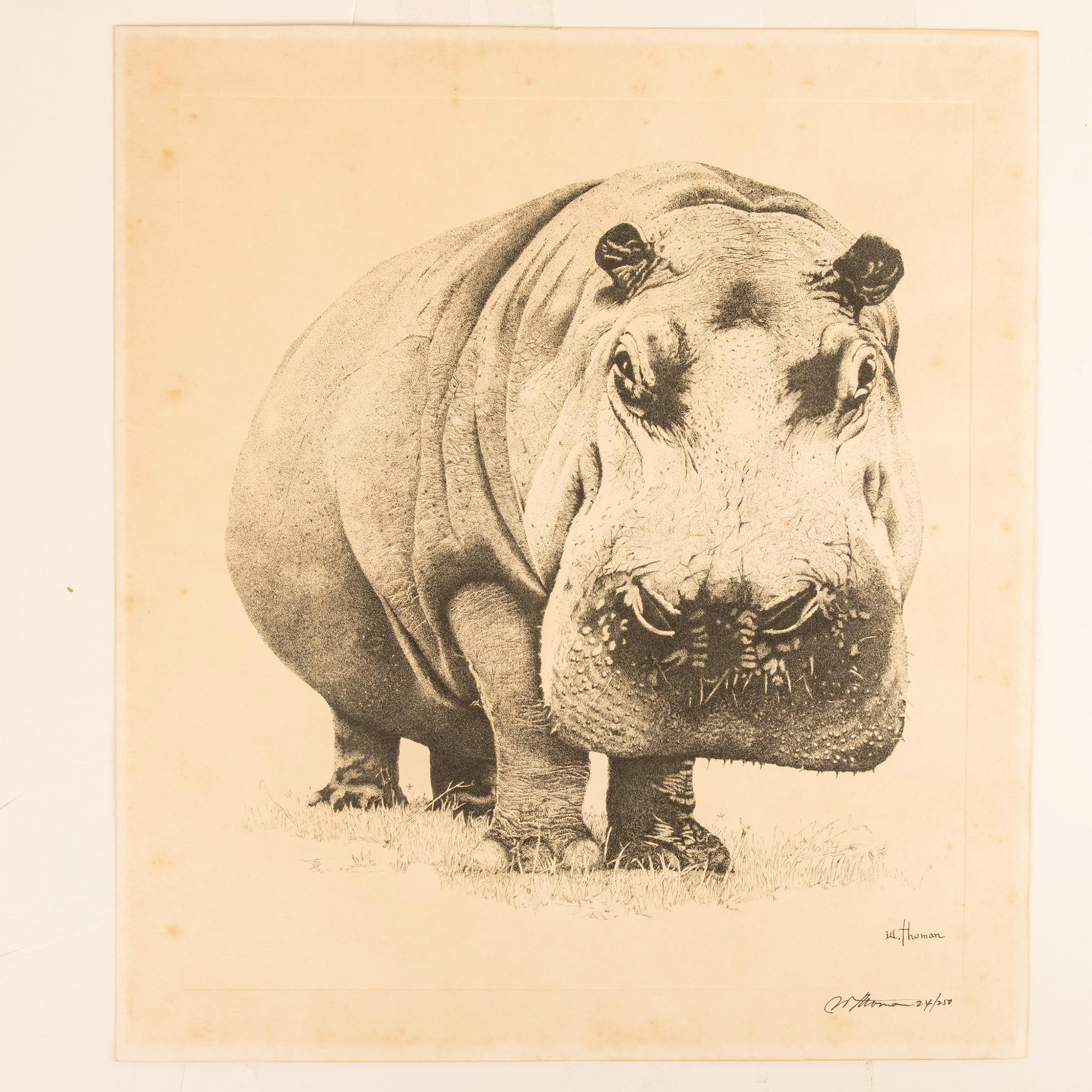 W. Thoman, Original Etching on Paper, Rhinoceros, Signed - Image 2 of 4