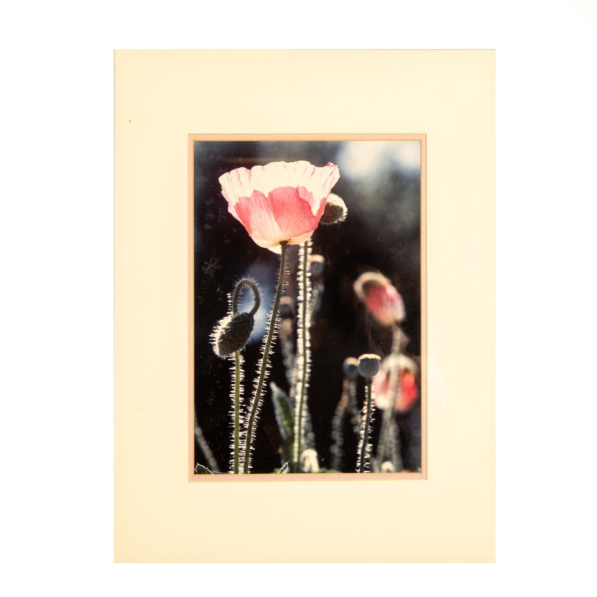 Original Color Photograph on Paper, Poppies in Sun Rays - Image 2 of 5