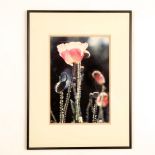 Original Color Photograph on Paper, Poppies in Sun Rays