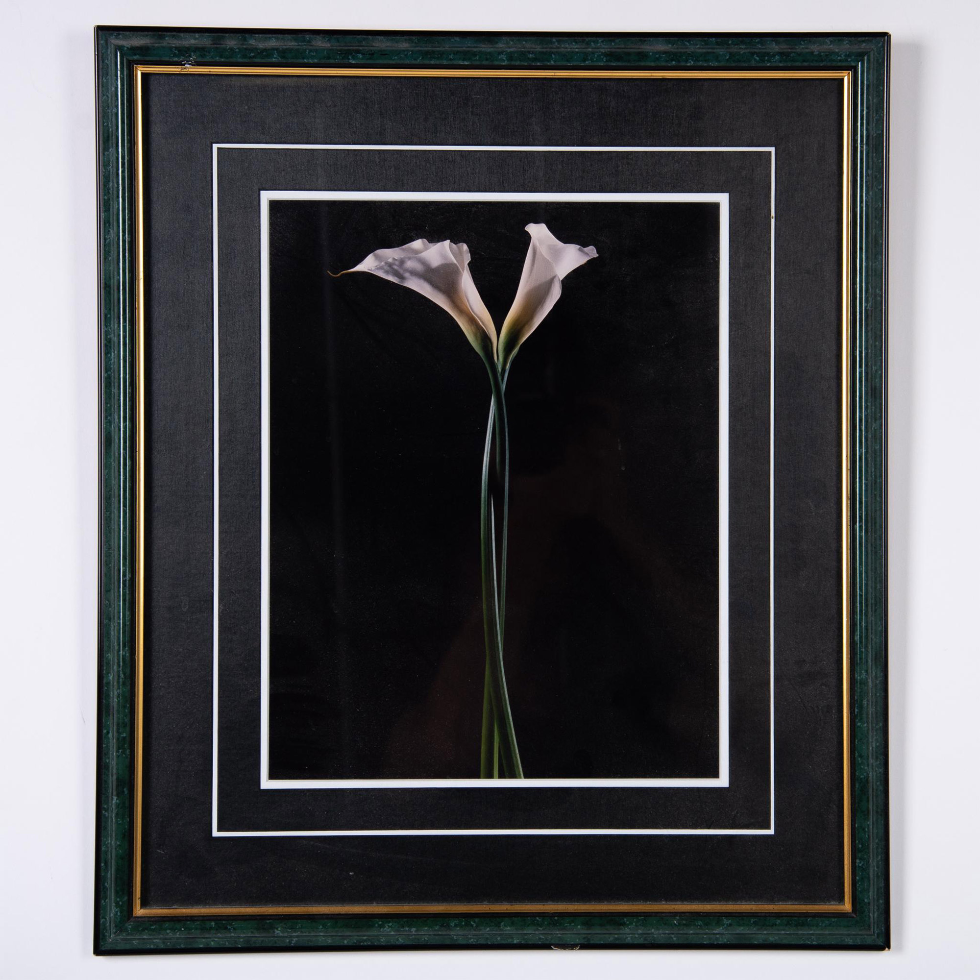 Original Glossy Color Photograph Calla Lily w/ Stems