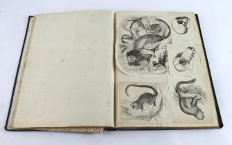 Animal interest. A scrap album filled with various clippings on animals, circa 19th Century, album