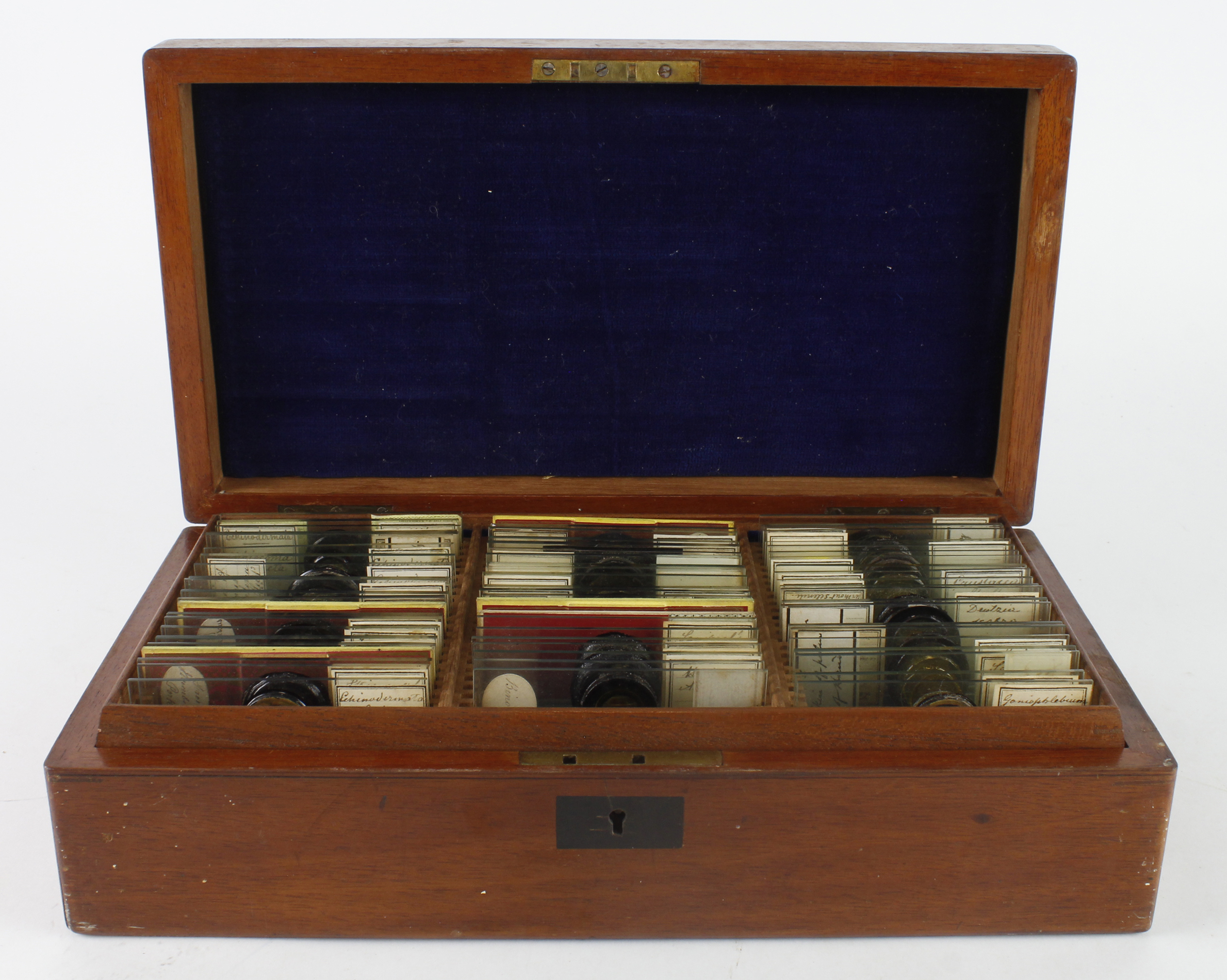 Microscope slides. A mahogany case containing approximately 110 glass slides over two layers, mostly