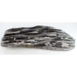 Orthoceras interest. A large Orthoceras fossil, length 69cm, width 34cm approx. (very heavy)