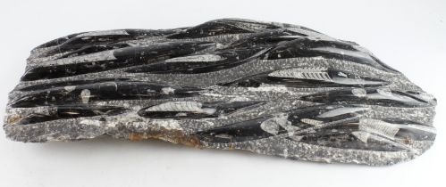 Orthoceras interest. A large Orthoceras fossil, length 69cm, width 34cm approx. (very heavy)
