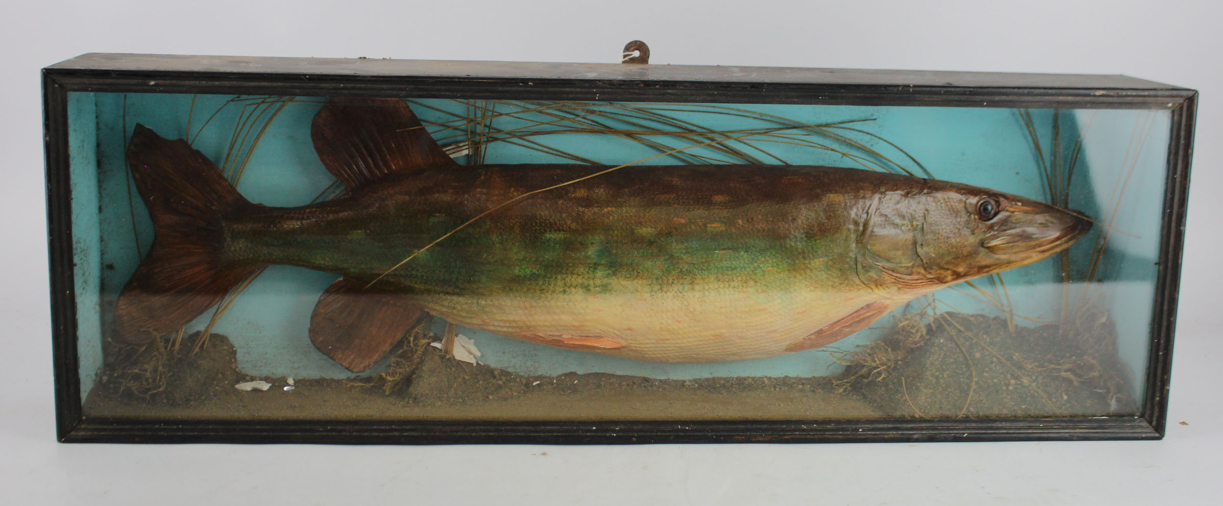 Taxidermy Pike, contained in contemporary glass fronted case, case size height 24.5cm, width 75cm,