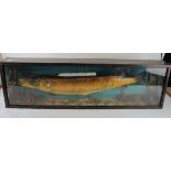 Taxidermy Pike '10lbs, 6ozs, Caught Shelswell Park, March 1940', contained in contemporary glass