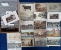 Postcards, Animals, a collection of approx. 795 cards to include cats, dogs, horses, cattle etc.,