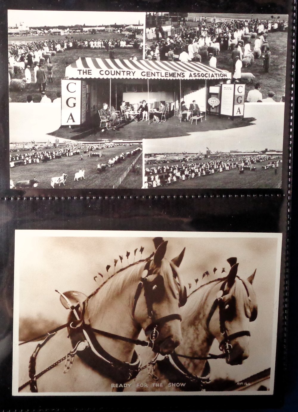 Postcards, Farming, a collection of 29 cards showing agricultural shows (Royal Berkshire Show, Great