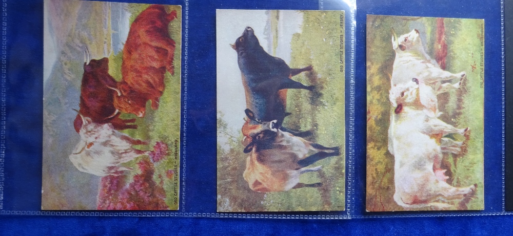 Trade cards, Oxo Reward Cards, Cattle Studies, 3 cards numbers 4, 5 & 6 (gd)