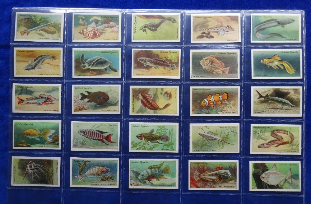 Cigarette cards, 2 sets, Edwards Ringer Bigg Dogs 23 cards, Gallaher Zoo Aquarium 100 cards (gd/vg) - Bild 3 aus 4