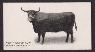 Cigarette card, Taddy, Famous Horses & Cattle, type card, no 22, North Devon Cow, 'Pound Brassy