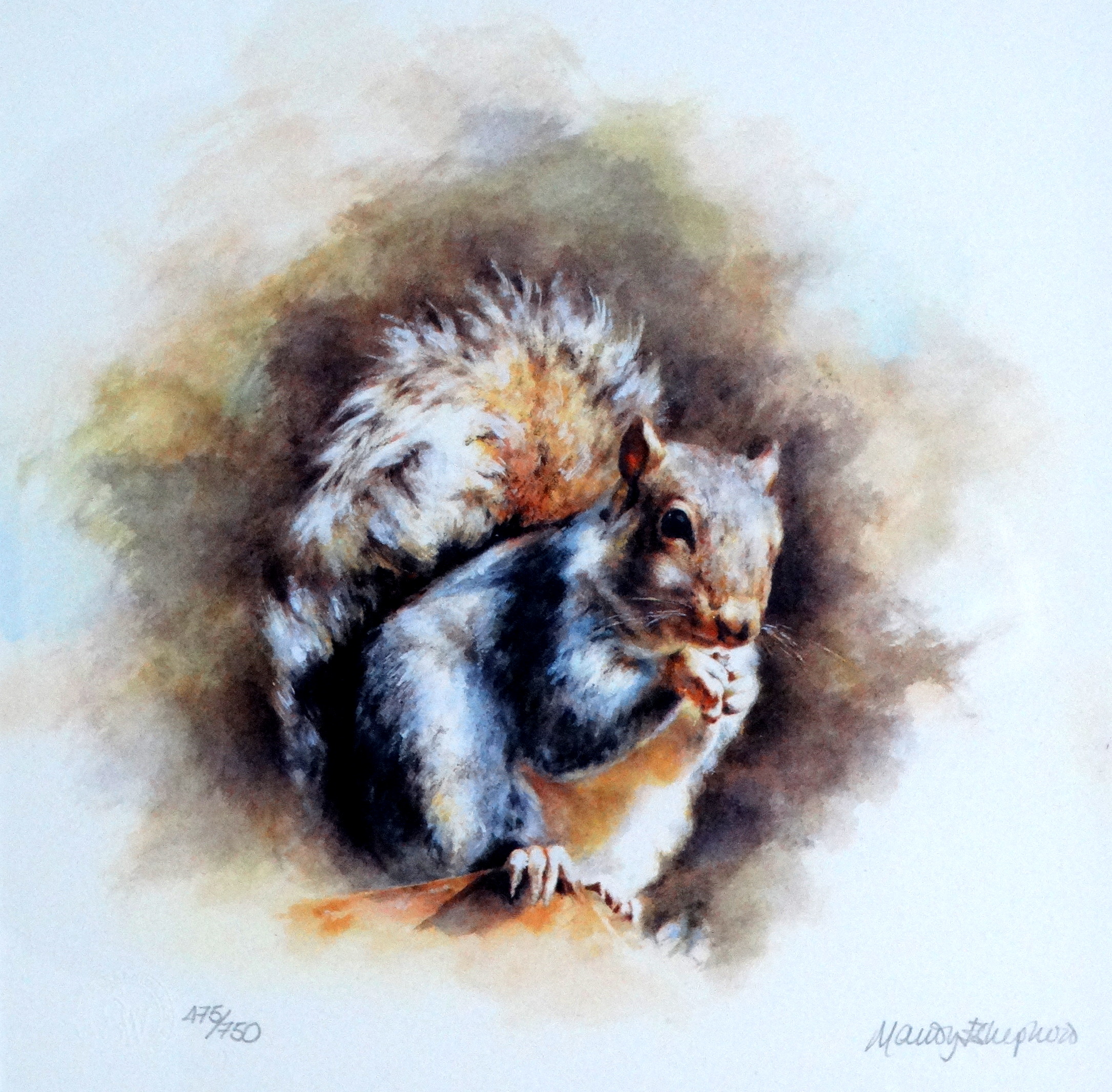 # Mandy E. SHEPHERD (British b. 1960) Grey Squirrel Lithograph Limited Edition 475/750 Signed and