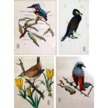 E. B. 20th Century British School Kingfisher on a Branch Pen and watercolour Signed with initials