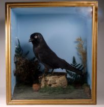 A 20th century taxidermy corvidae - standing on a stump within naturalistic setting, cased, 42 x 37