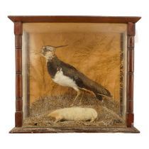 An early 20th century taxidermy lapwing - presented together with an albino mole, in a