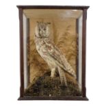 An early 20h century taxidermy long-eared owl - standing in a naturalistic setting with grasses, the