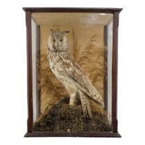 An early 20h century taxidermy long-eared owl - standing in a naturalistic setting with grasses, the