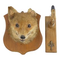 An early 20th century taxidermy fox head - mounted on a hardwood shield, 29cm, together with a