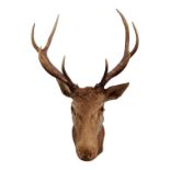 A taxidermy stag head - 'Bob', the horns with four points, 88cm high