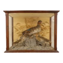 An early 20th century taxidermy bird group - featuring a female mallard and pair of snipe, in a