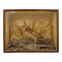 An early 20th century taxidermy woodcock - standing in a naturalistic environment with grasses 49