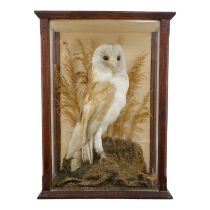 An early 20th century taxidermy barn owl - in a naturalistic setting with grasses, the case with